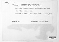 Puccinia seorsa image